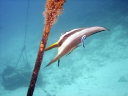 Bat fish, hanging out by or descent line; and getting som... by James Costello 